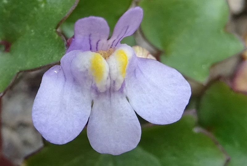 Cymbalaria muralis subsp. muralis - Plantaginaceae (Veronicaceae)